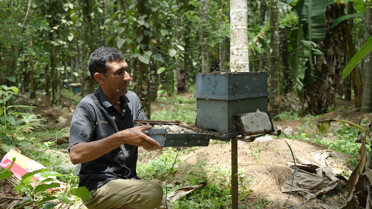 Raveendra Hegde inspecting a hive frame in the Santemane forest, Sirsi