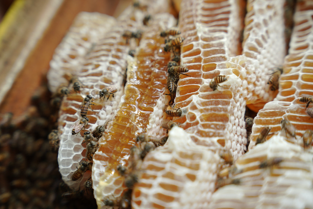 Close-up of honeycomb with bees, Sirsi, Karnataka
