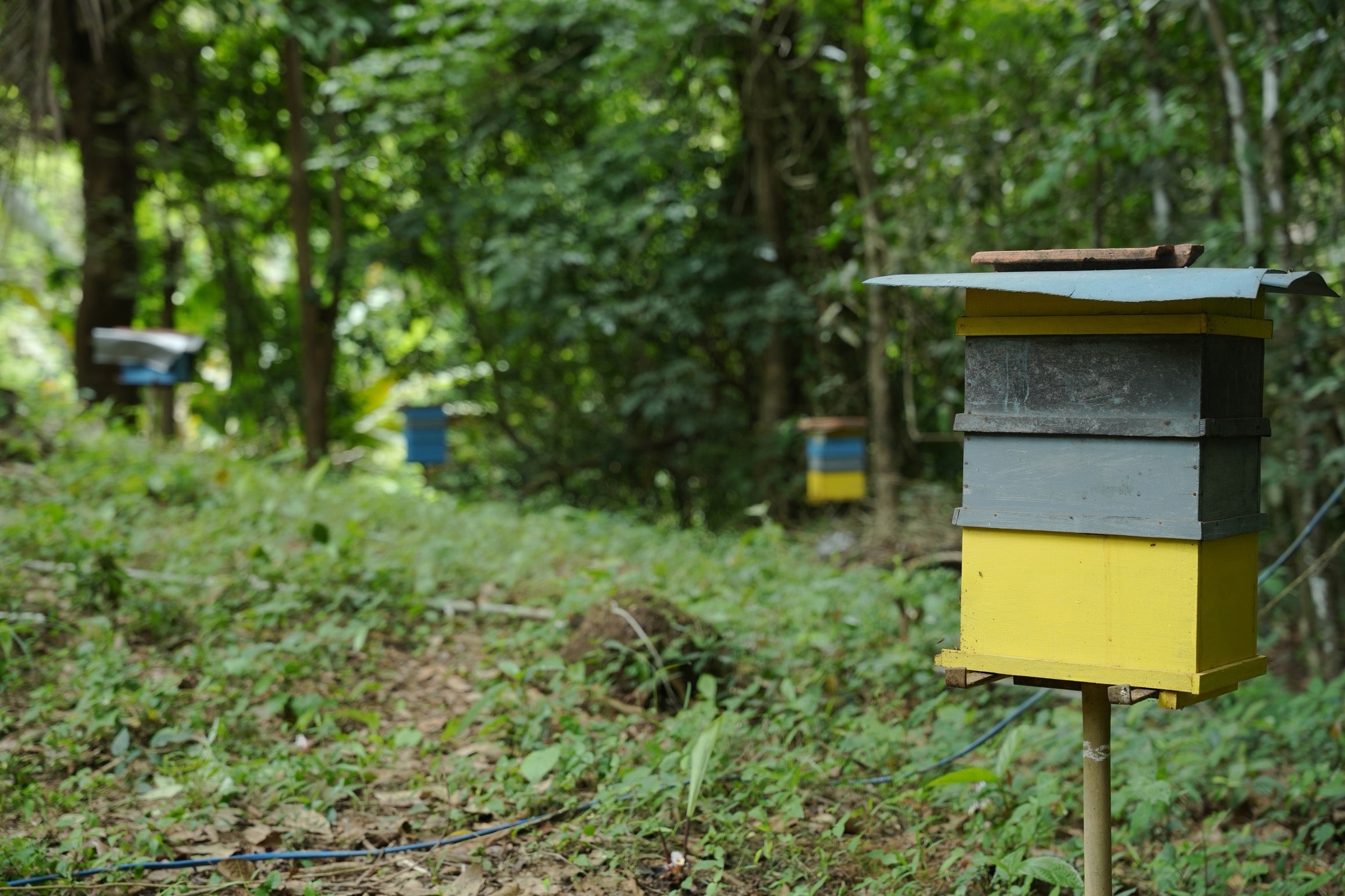 The forest canopy over the Hegde family's hives at Santemane, Sirsi