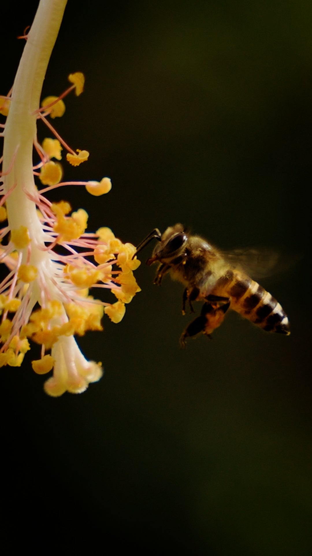 A bee at a forest blossom in the Santemane forest